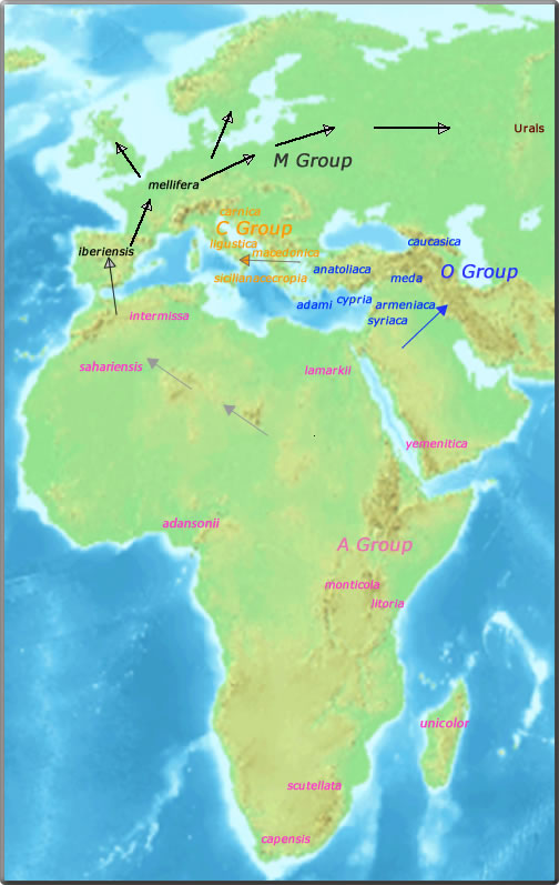 distribution map apis mellifera groups